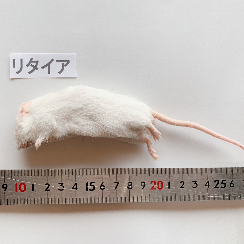 冷凍マウス（リタイヤ） | リトルモンスター九州